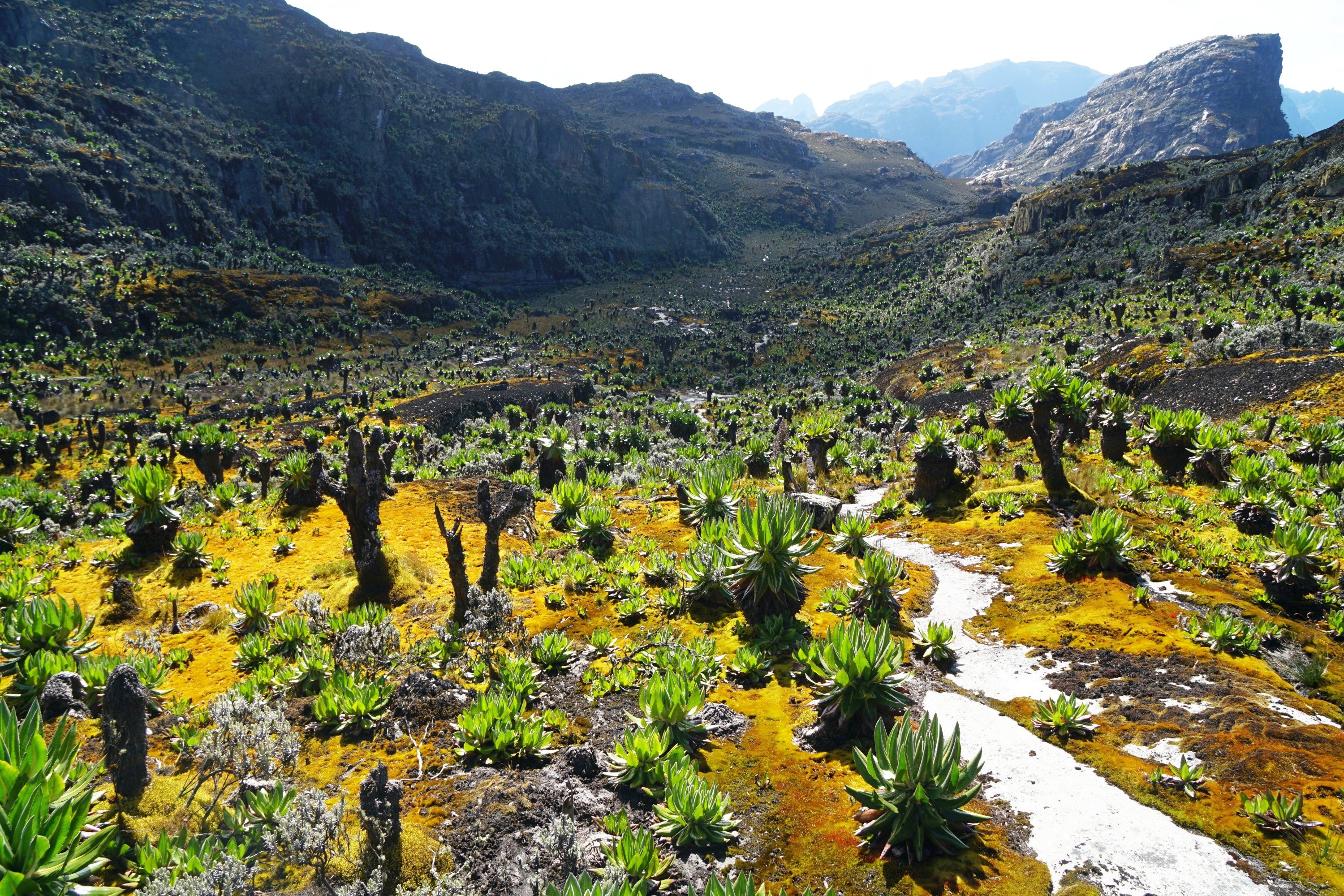 The Rwenzori Mountains, a UNESCO World Heritage Site on Uganda’s border with the DRC, famed for their snow-capped peaks and dramatic landscapes.